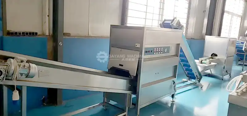 Onion processing machine-2