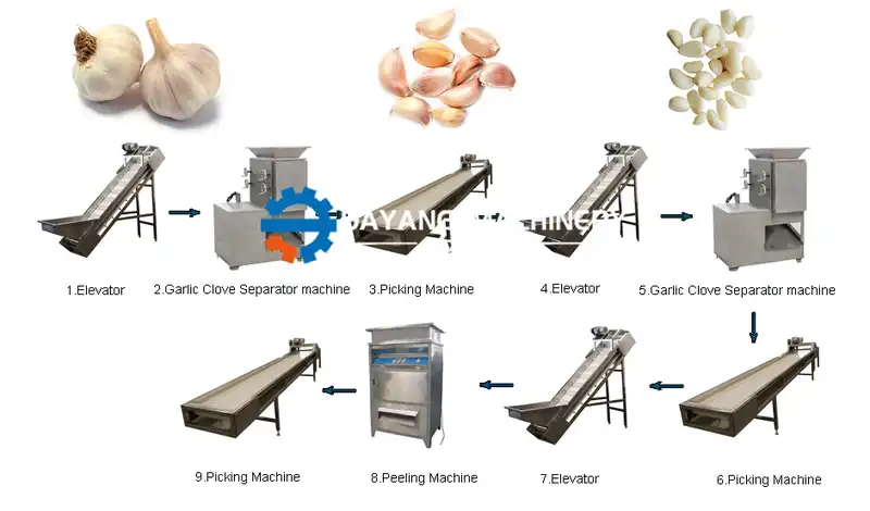 Peeled Garlic Production Line1